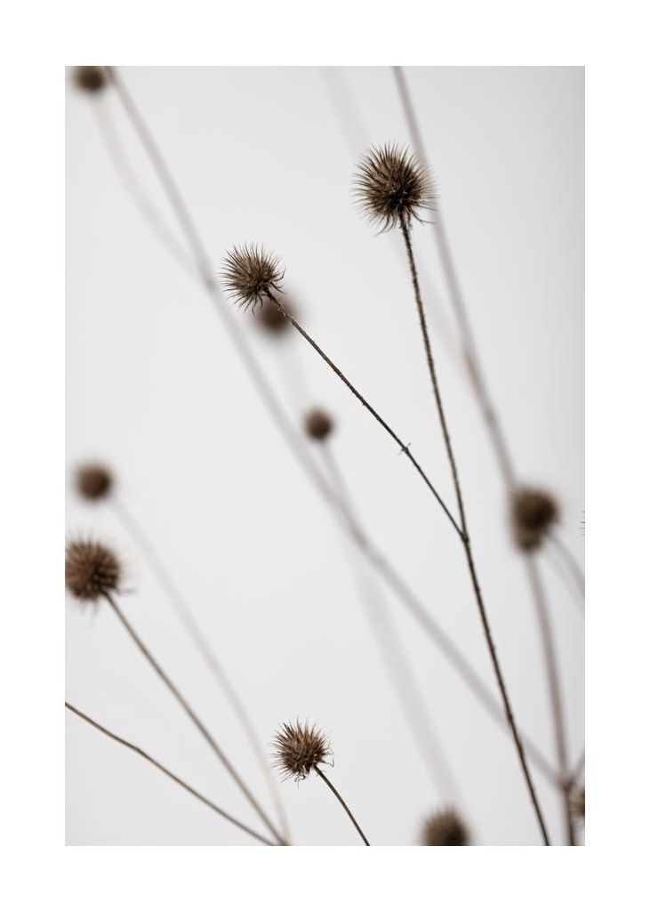 Thistle Grey 05