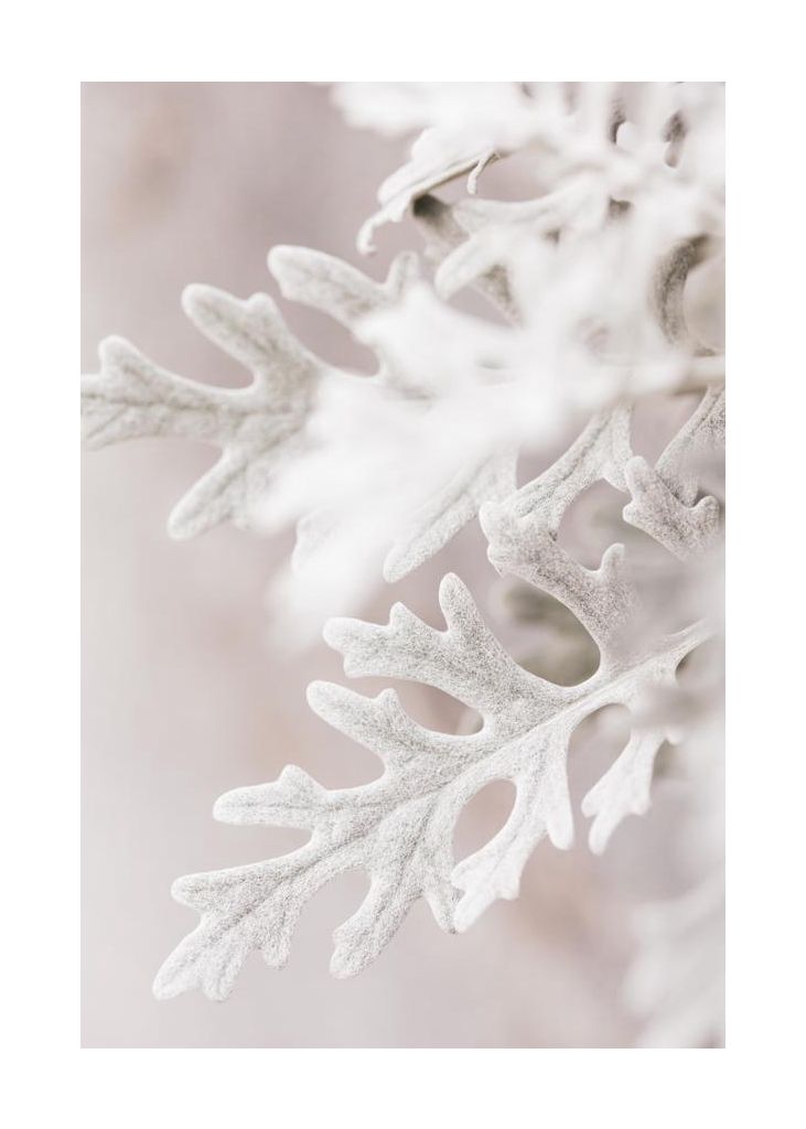 Silver Leaves No 2