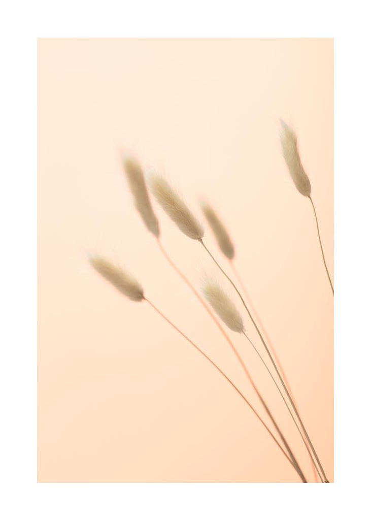 Bunny Grass Peach 03
