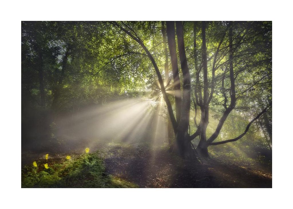 The morning light