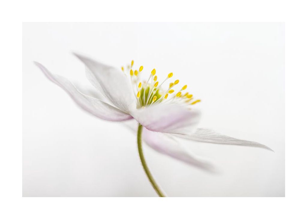 Nemorosa