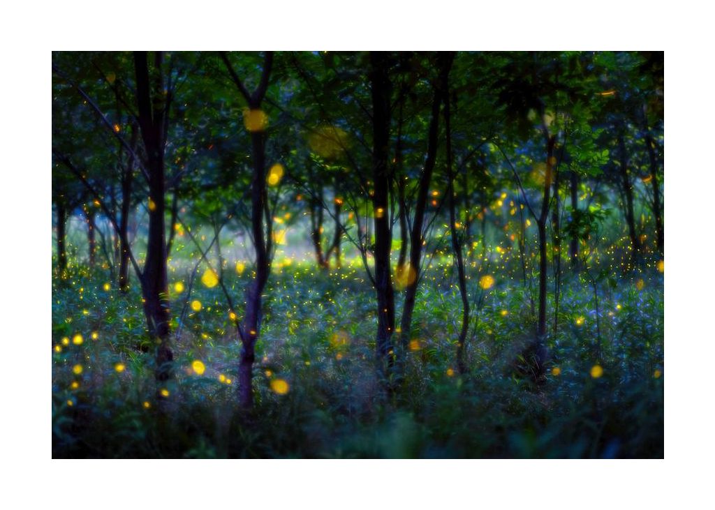 Magic fireflies