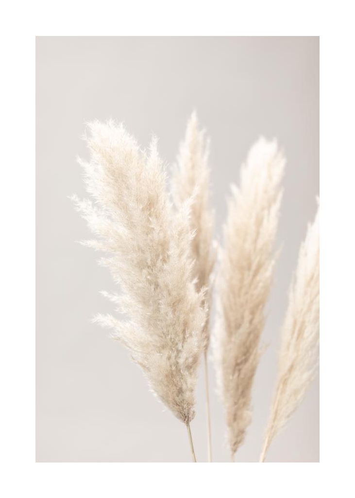 Pampas Grass Grey 02