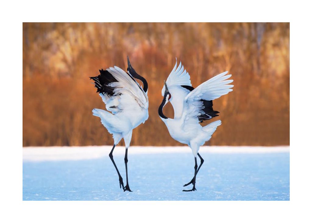 The dance of love