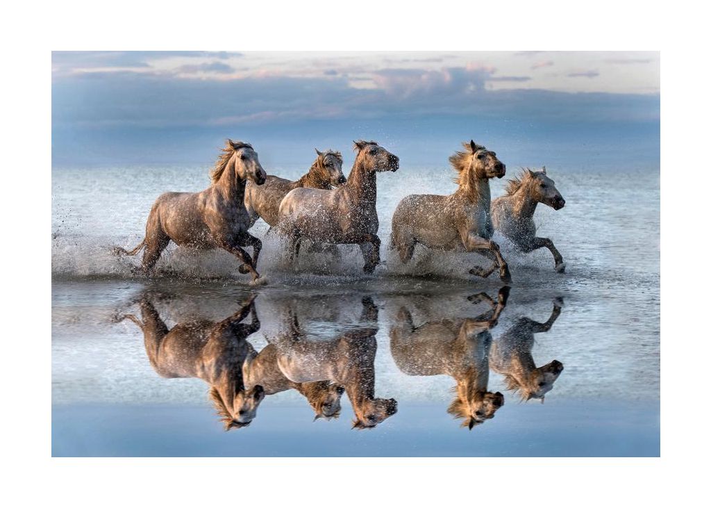 Horses and reflection