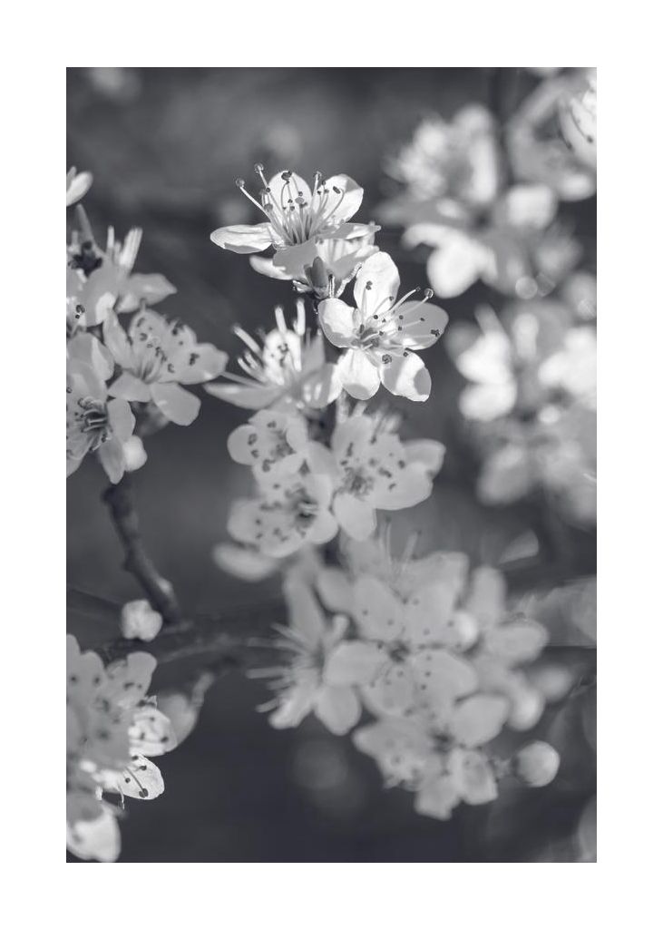 Cherry tree flowers