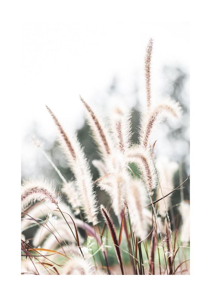 Grass