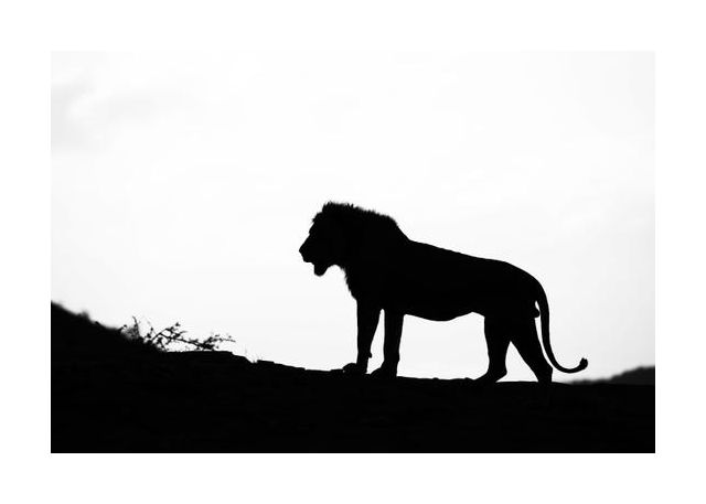 Lion Silhouette
