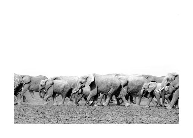 Elephant Family