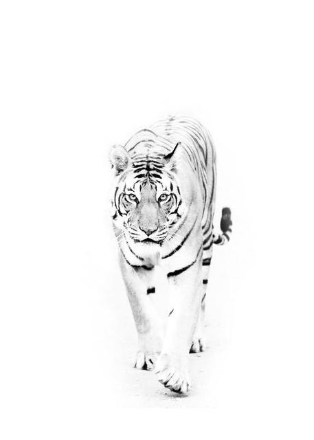 Tiger Approaching