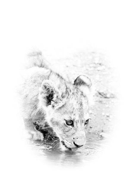 Lion Cub Drinking