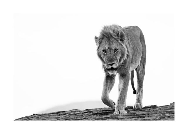 Lion Approaching 2