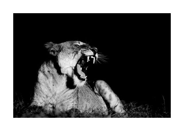 Yawning Lion