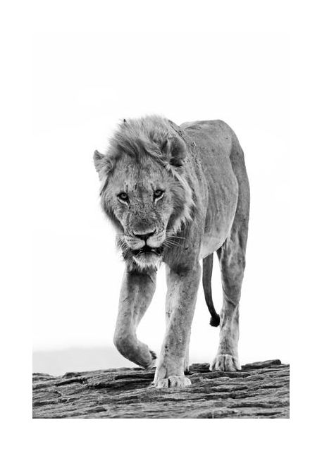 Lion Approaching