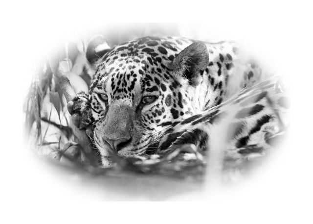 Jaguar Relaxing