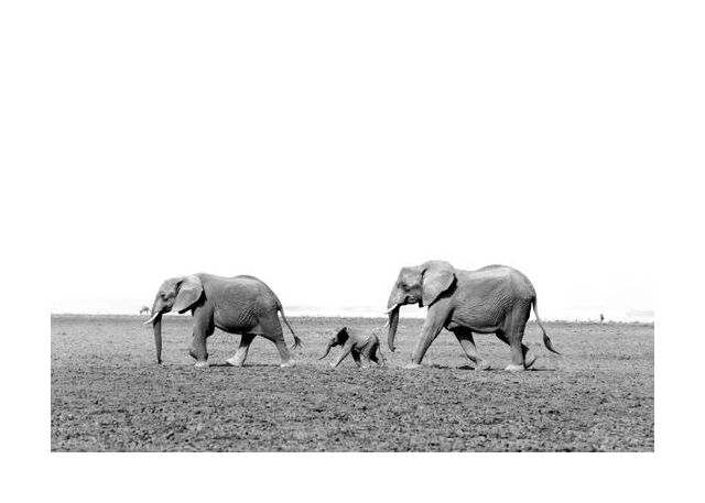Elephants