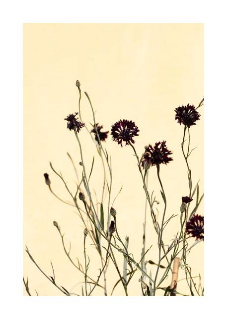 Withered flowers