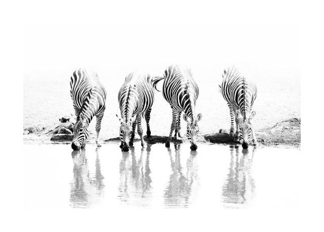 Zebras Drinking