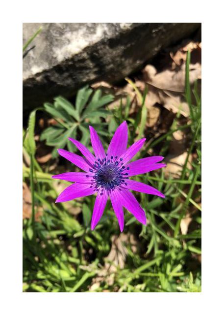 flawless flower