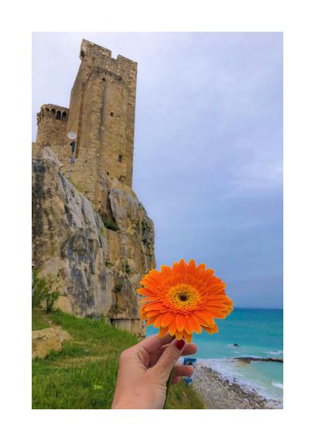 castle orange flower