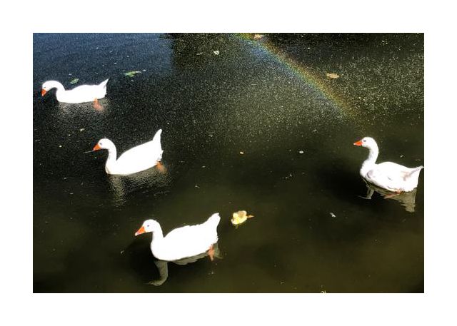 ducks rainbow