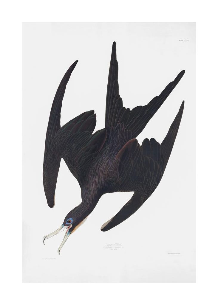 Frigate Pelican From Birds Of America 1827