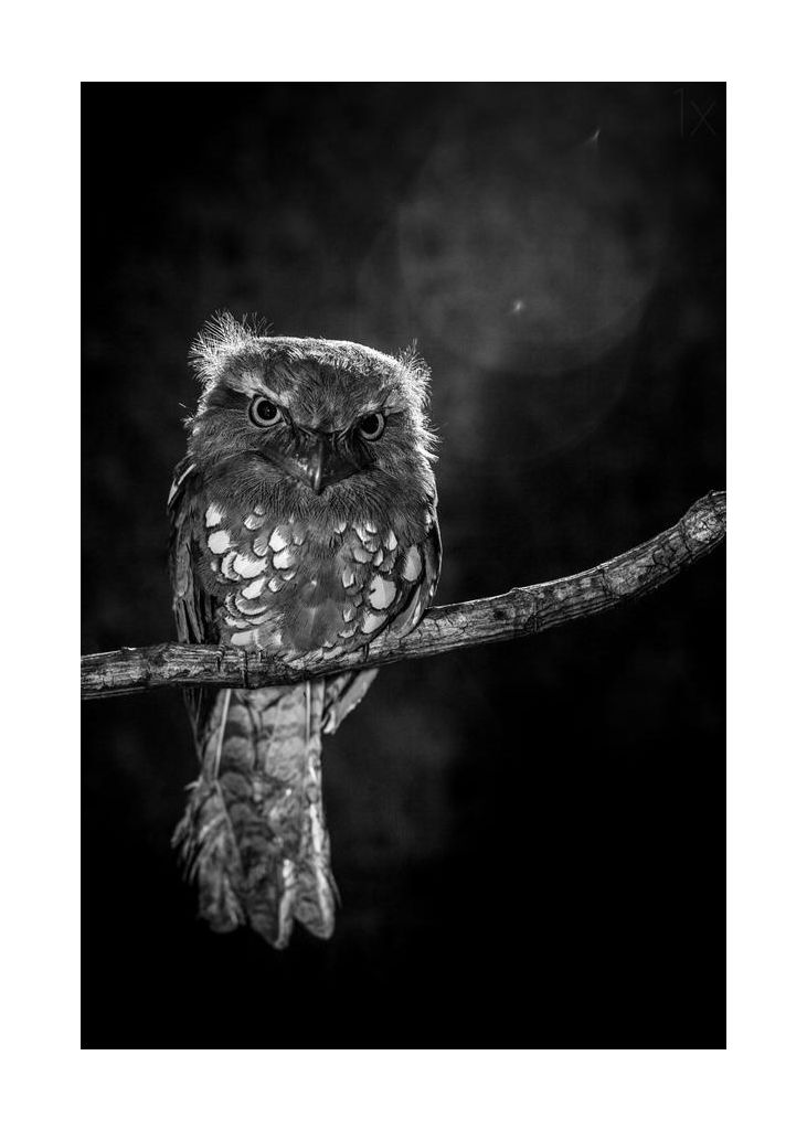 Alone In The Night