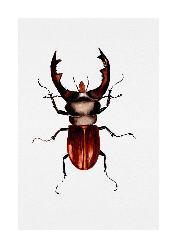Stag Beetle Or Lucanus Cervus