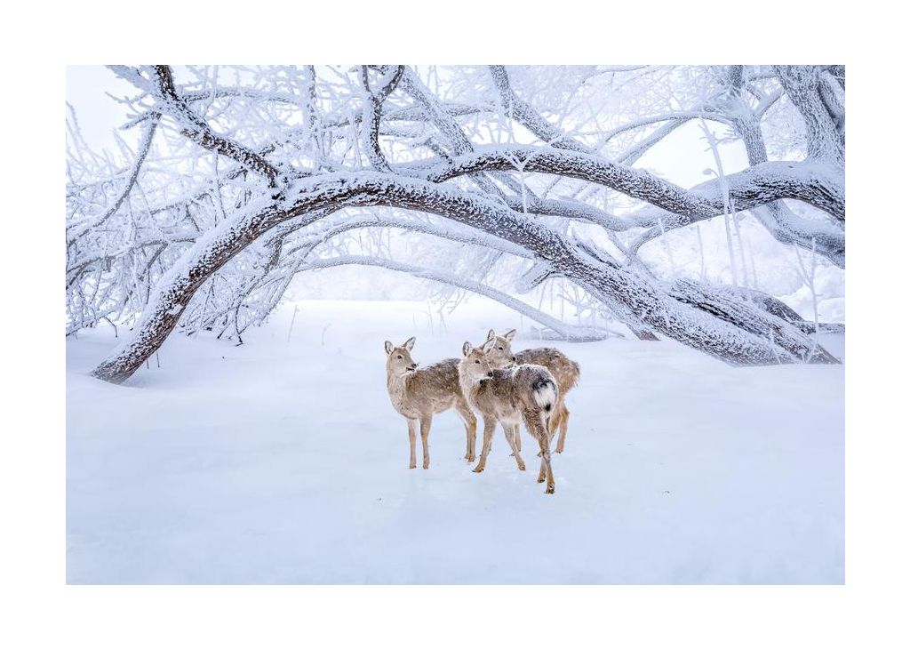 Deers Walk In Snow