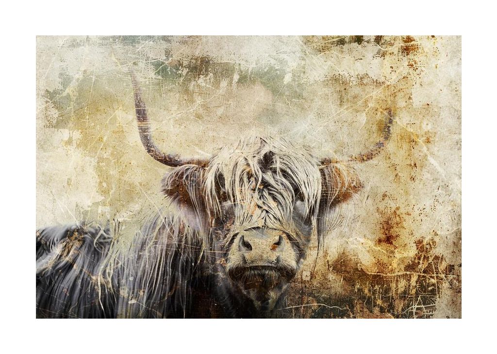 Cow Highland Illustration Art 03