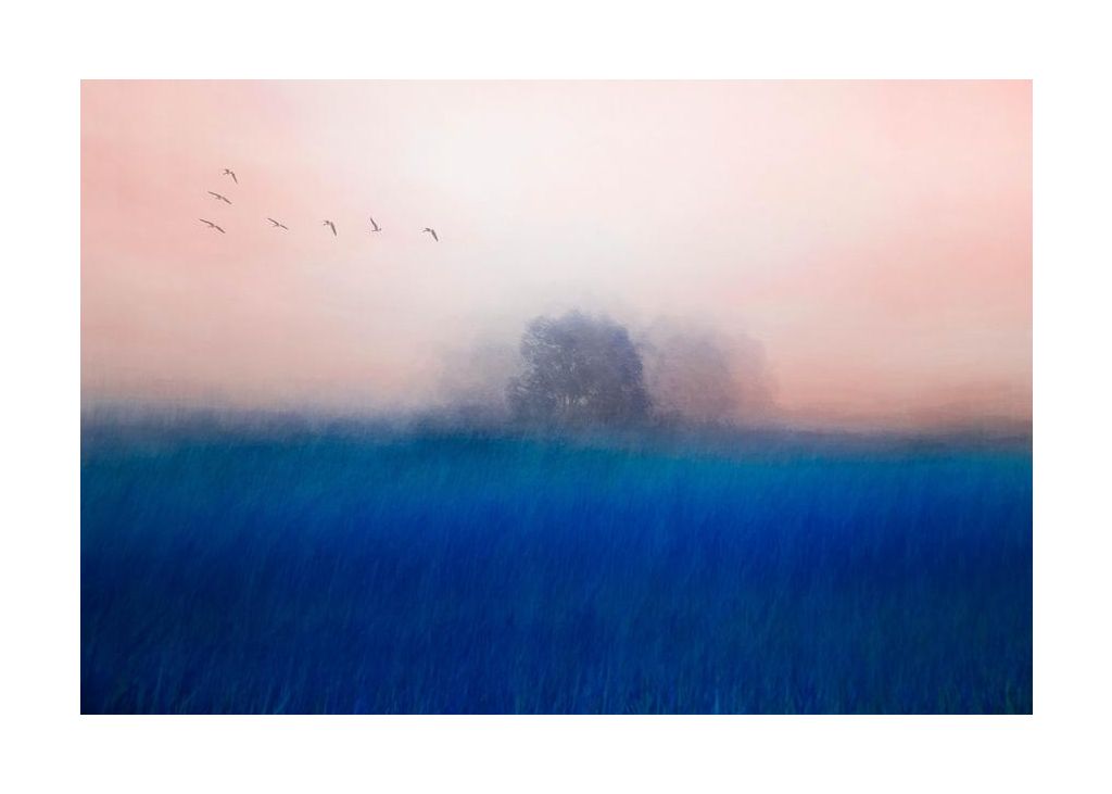 The Tree On The Blue
