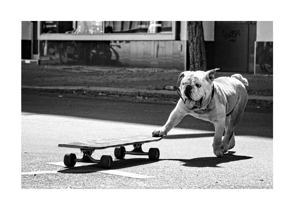 Dogs Just Want To Have Fun