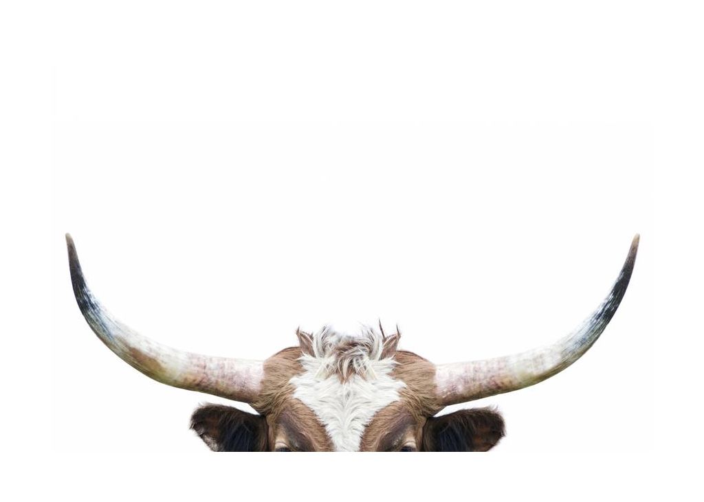 Peeking Longhorn Cow