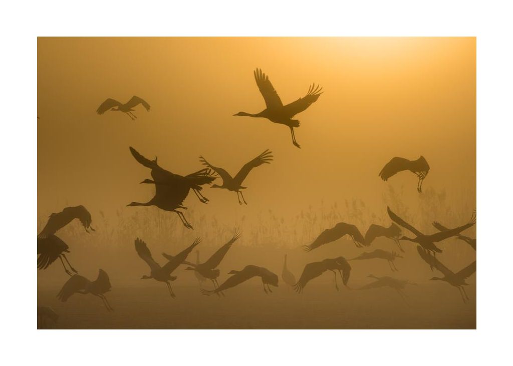 Sunrise With Cranes